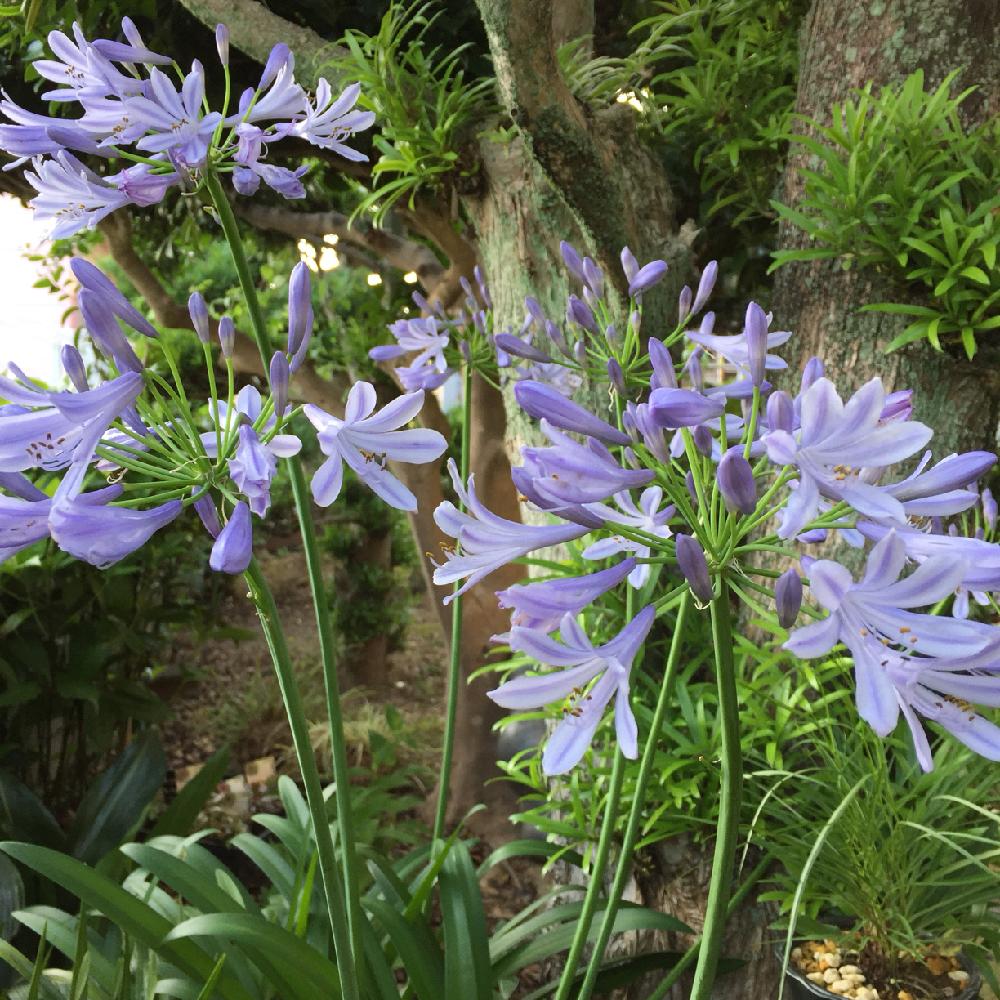 アガパンサスの花の投稿画像 By 美野美谷さん 和の庭と アガパンサスと好きな色 と庭景色と和風の庭 18月6月25日 Greensnap グリーンスナップ アガパンサスの花の投稿画像 By 美野美谷さん 和の庭と アガパンサスと好きな色 と庭景色と和風の庭 18月6月25日 Greensnap グリーンスナップ