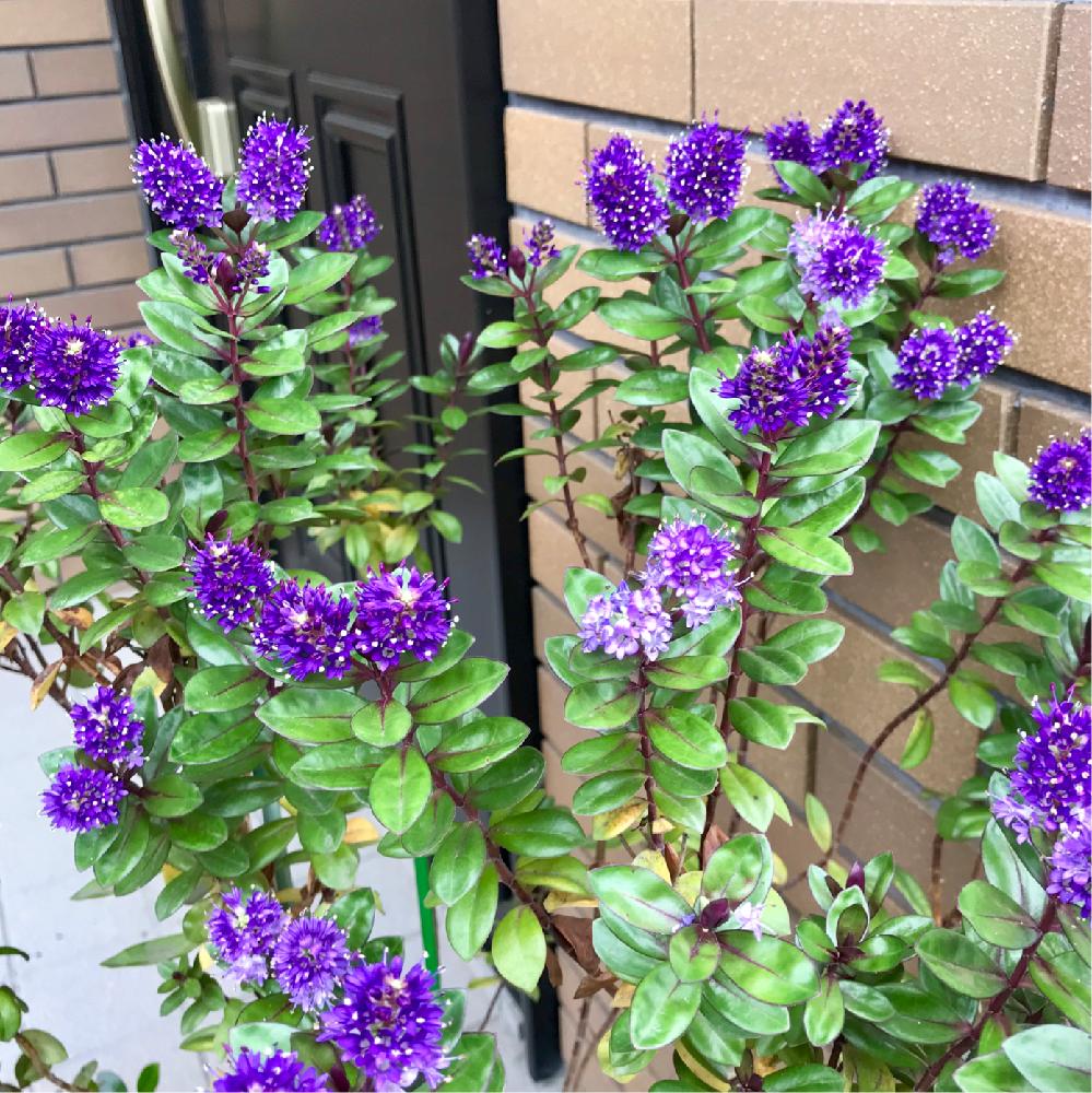 ベロニカグレース の投稿画像 By あじさいさん 玄関前と紫色の花と開花 18月6月25日 Greensnap グリーンスナップ ベロニカグレース の投稿画像 By あじさいさん 玄関前と紫色の花と開花 18月6月25日 Greensnap グリーンスナップ
