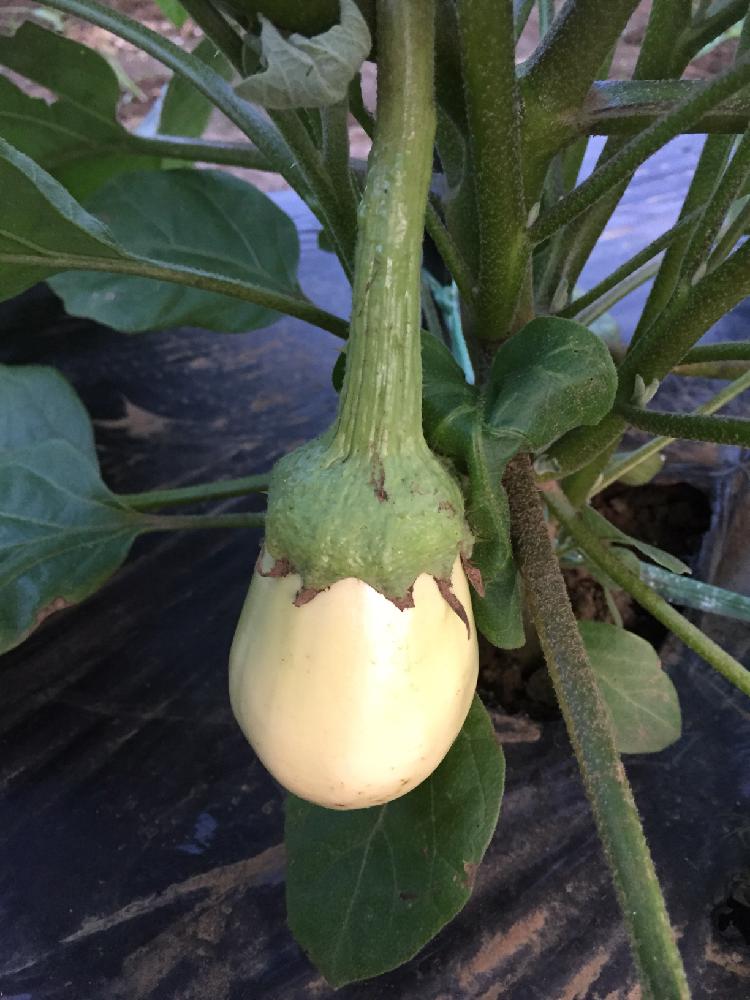 揚げてトルコの投稿画像 By 季節屋さん 家庭菜園と野菜中毒と白い茄子と珍しいとthe畑と真夏日と季節感と畑仕事と本日の一枚 18月6月25日 Greensnap グリーンスナップ