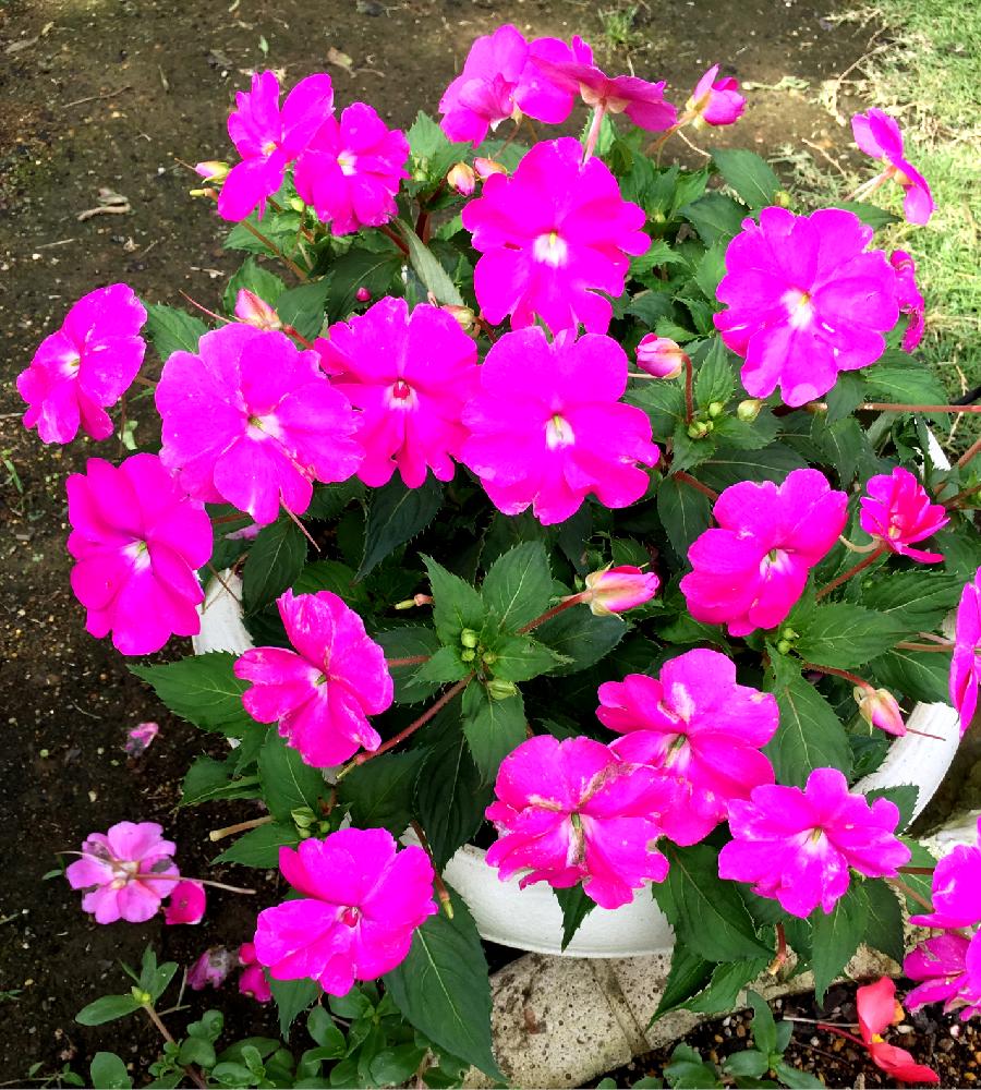 サンパチェンスの花の投稿画像 By ちーさん ピンクの花と夏の花と鉢植えと花のある暮らしとガーディニングとサンパチェンスの花とピンクの花と夏の花 と鉢植えと花のある暮らしとガーディニング 18月6月25日 Greensnap グリーンスナップ Greensnap グリーン