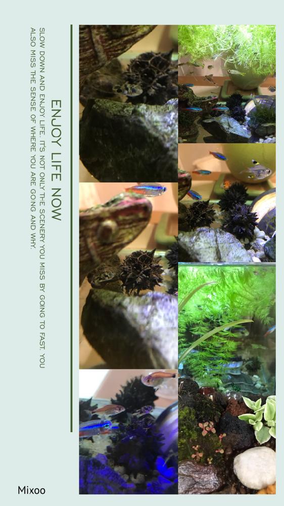 水草 マツモの投稿画像 By Hitomiヽ さん アベニーパファーᑦᑋᵃᵑとコケテラリウムと可愛いね とあなたを見守るといやされる 18月6月25日 Greensnap グリーンスナップ