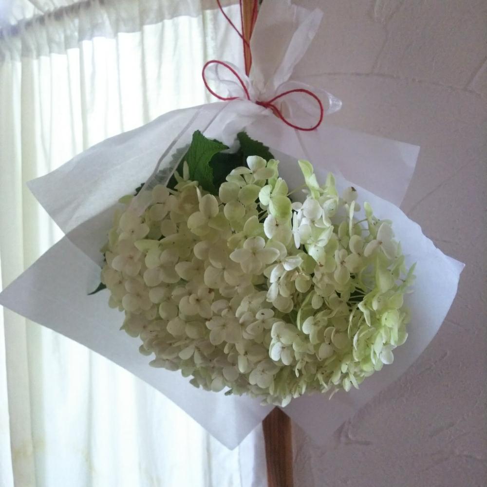 スワッグの投稿画像 By Konaさん 梅雨を彩るスワッグ ブーケ フォトコンと紫陽花 アジサイ あじさいとアナベル 紫陽花とあじさいのおまじない と花のある暮らしと窓辺と紫陽花のおまじないとスワッグと 梅雨を彩るスワッグ ブーケ フォトコンと紫陽花 アジサイ