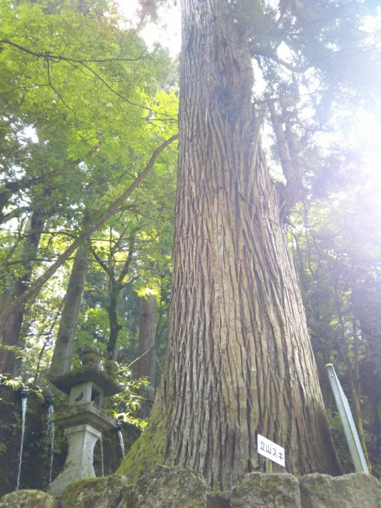 タテヤマスギの投稿画像 By まことさん スギと樹木 杉の木とスギの投稿少なすぎ 18月6月26日 Greensnap グリーンスナップ