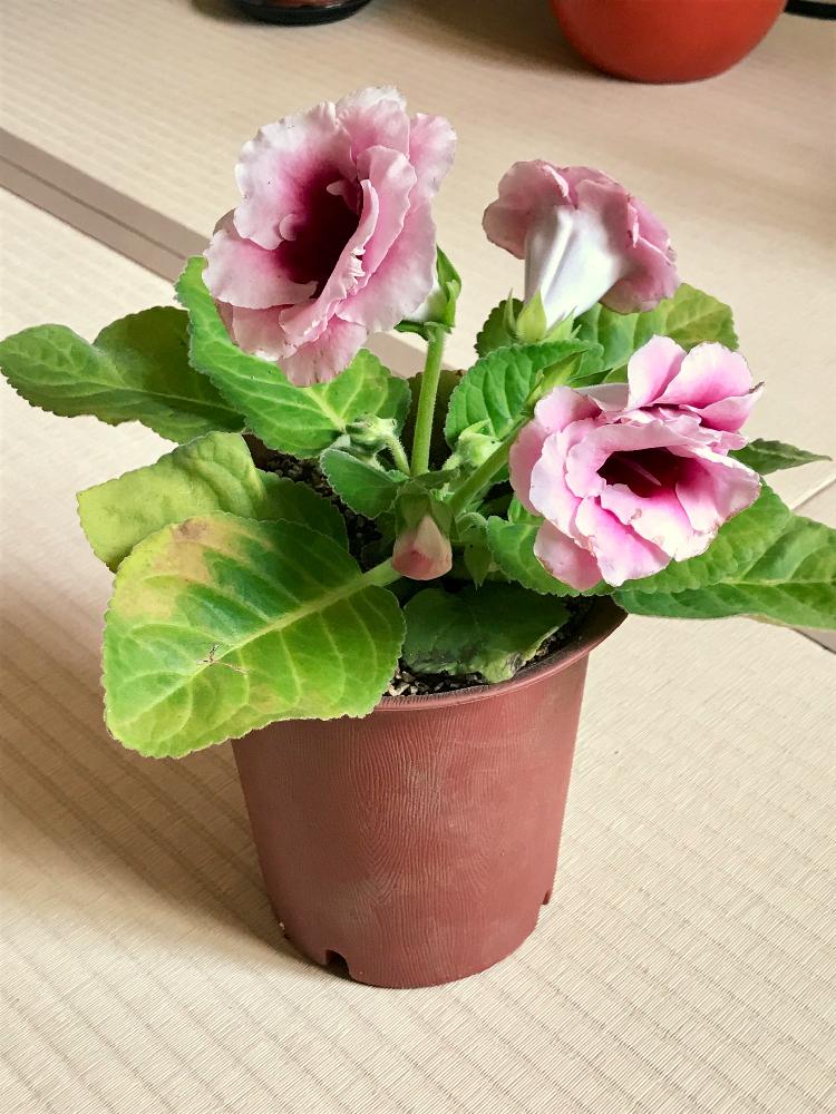 グロキシニアの投稿画像 By Frillさん ピンクの花と室内組と非耐寒性と鉢植えと花のある暮らしと個性的 18月6月26日 Greensnap グリーンスナップ