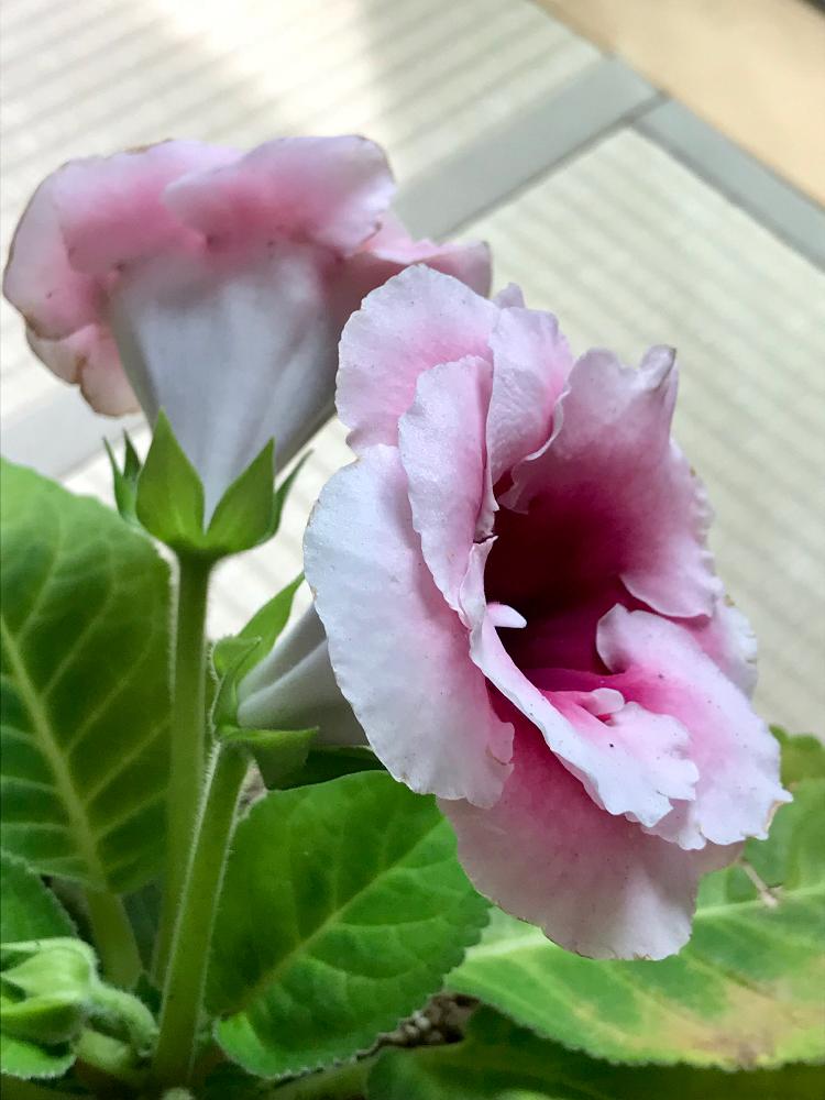 ピンクの花の投稿画像 By Frillさん 室内組と非耐寒性と鉢植えと花のある暮らしと個性的 18月6月26日 Greensnap グリーンスナップ