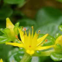 マルバマンネングサ,多肉植物,セダム属,ベンケイソウ科,かわいいな♡の画像