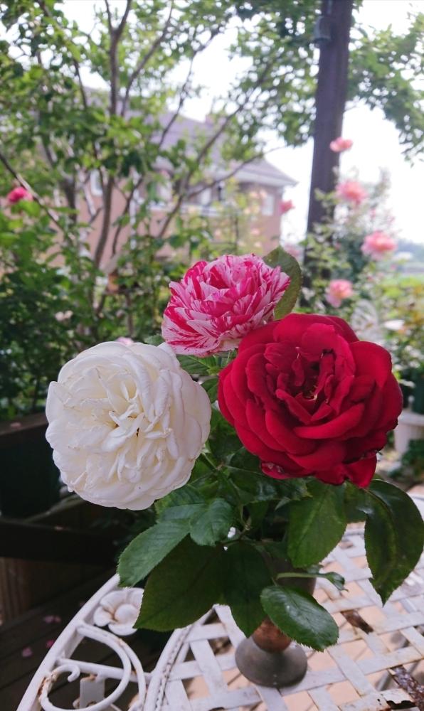 スマホ撮影の投稿画像 By ｙｕｍｉｋｏさん 薔薇愛同盟と18 Yumiko S Garden薔薇と花が好き と薔薇に魅せられてとミスター リンカーンとバラ ビブラマリエと植中毒と薔薇が好き とバラ センチメンタルと二番花と花のある暮らしと香りのバラ 18月6月26日