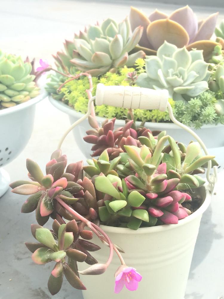 吹雪の松の投稿画像 By ちゃーさん 桜吹雪 アナカンプセロスと多肉植物と吹雪の松の花と多肉女子と 吹雪の松と多肉 桜吹雪と多肉寄せ植え 18月6月26日 Greensnap グリーンスナップ