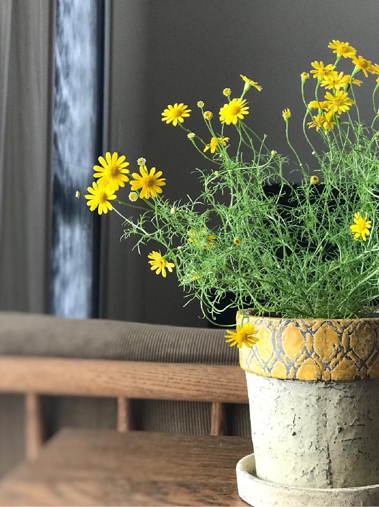 ダールベルグデージーの投稿画像 By 1010miyukiさん デージーと初心者ですと黄色い花と鉢植えと花のある暮らしと小花好きとベランダー 18月6月26日 Greensnap グリーンスナップ