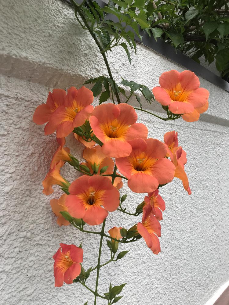 ノウゼンカズラの投稿画像 By Mjさん オレンジの花と6月の花 18月6月26日 Greensnap グリーンスナップ