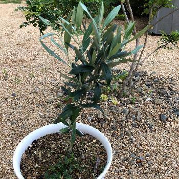 オリーブの成長記録の投稿画像一覧 Greensnap グリーンスナップ