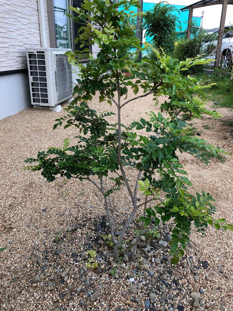 シマトネリコの投稿画像 By ビオチンさん シマトネリコ成長記録 18月6月26日 Greensnap グリーンスナップ