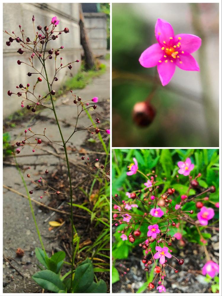ハゼランの投稿画像 By ホリさん ピンクの花と野草とピンク色の花と小さい花と道端 18月6月26日 Greensnap グリーンスナップ