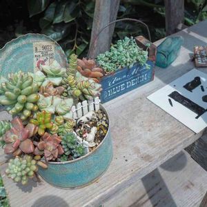 多肉寄せ植え,古道具,作家さんの作品,NENE BELL,植物が好き♡の画像