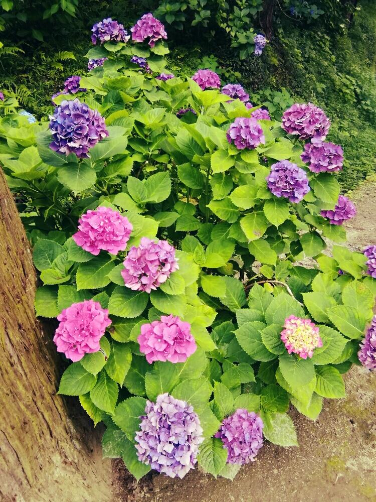 鎌倉紫陽花の投稿画像 By ゆかりんごさん 花 見っけ 18月6月26日 Greensnap グリーンスナップ