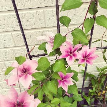 クレマチス満開 の投稿画像一覧 Greensnap グリーンスナップ