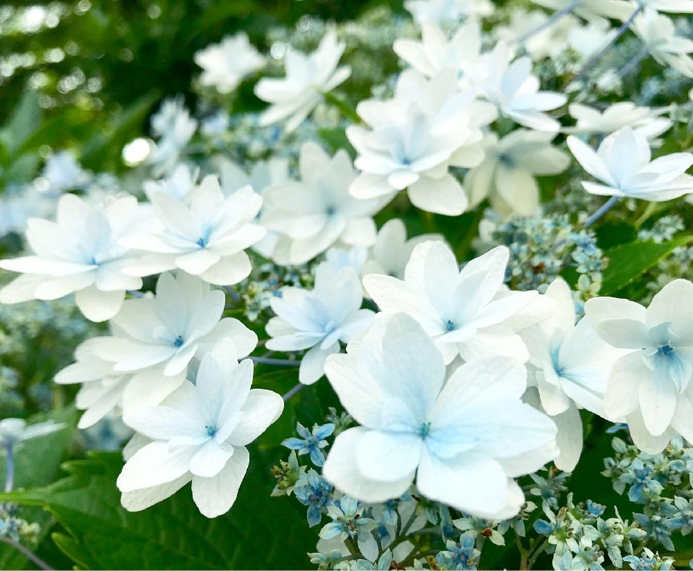 アジサイの投稿画像 By ポロさん 紫陽花とスミダノハナビと Hydrangea 18月6月27日 Greensnap グリーンスナップ Greensnap グリーンスナップ