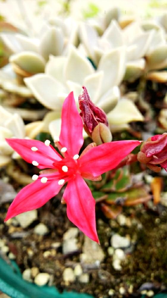 美しい花の画像 ベスト50 赤い 小さい 花