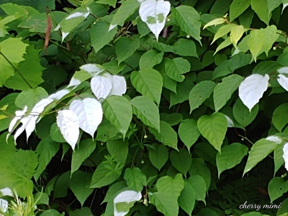 マタタビの投稿画像 By ジャスミンさん 白に葉と山の中と初めてと名前を教えてください 18月6月27日 Greensnap グリーンスナップ