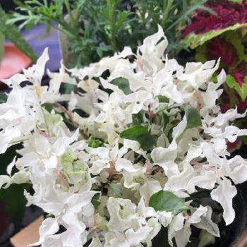 アルテルナンテラ セッシリスアルバの投稿画像一覧 Greensnap グリーンスナップ