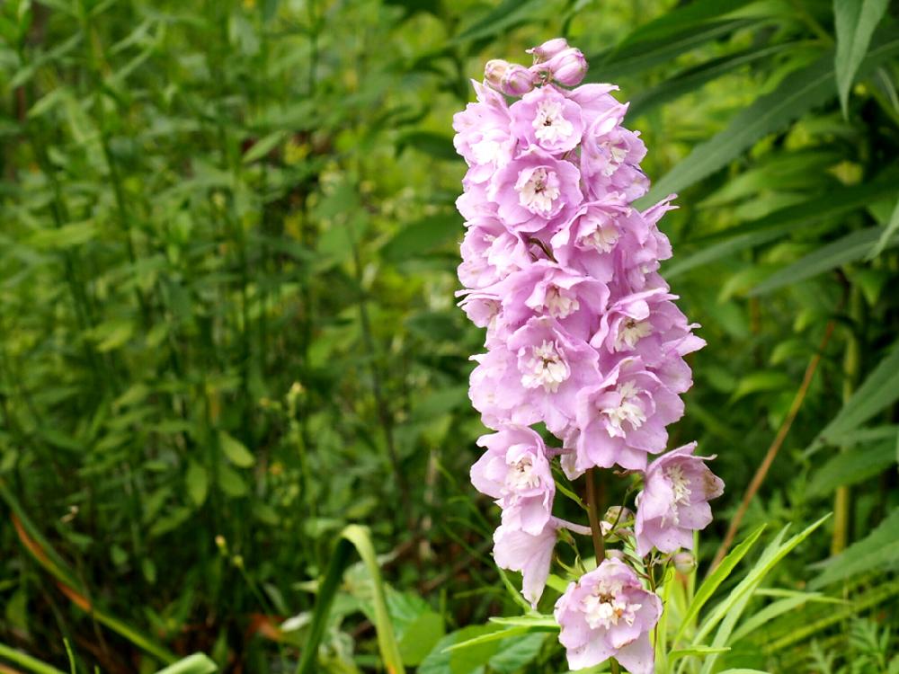 お名前なんてゆうの の投稿画像 By りりぃさん 名前を教えてくださいとキュン と花のある暮らしと爽やかな色 18月6月27日 Greensnap グリーンスナップ