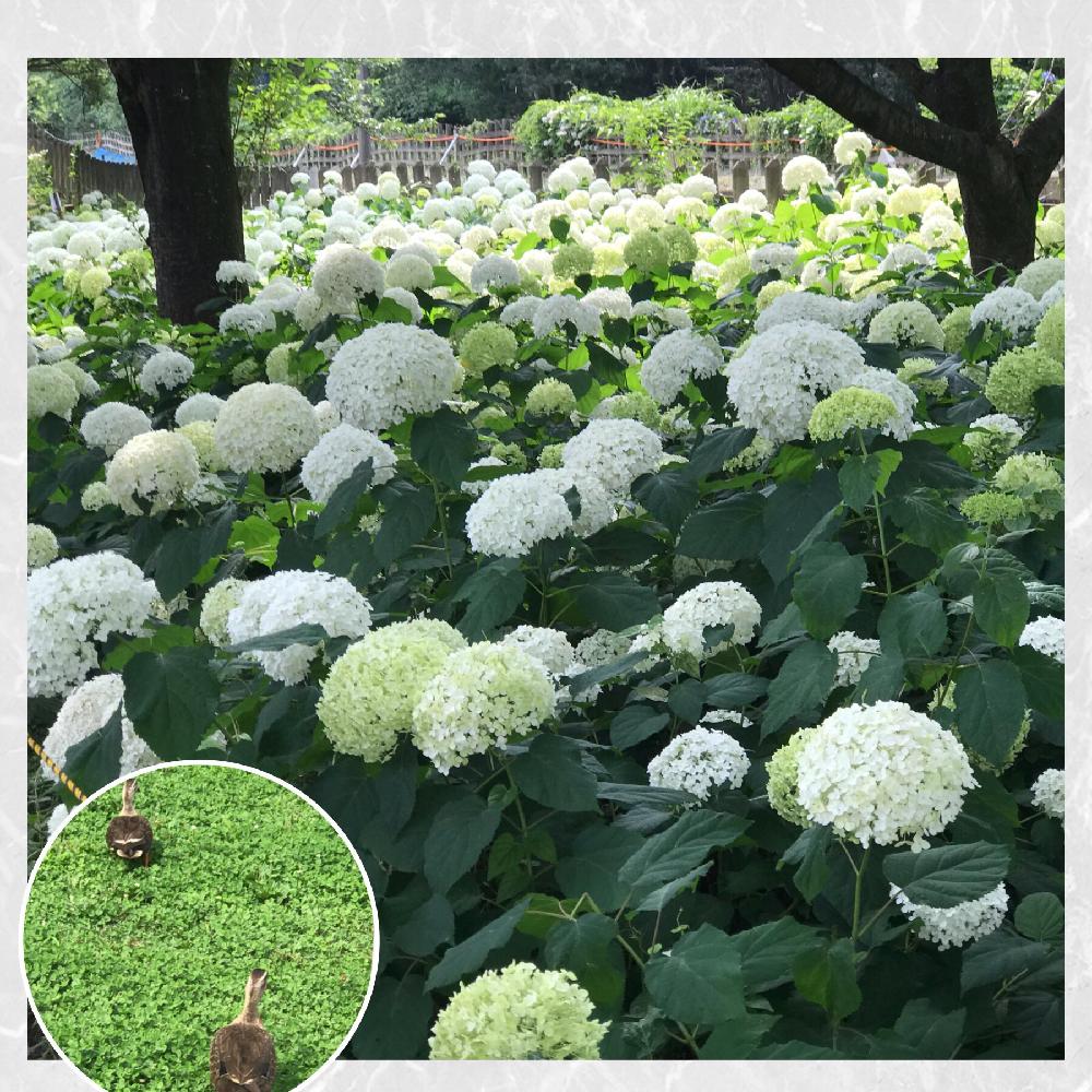 アナベルいっぱいの投稿画像 By Sachiko さん たくさん と北山公園と満開とアナベル 紫陽花と あじさい18 コンテストと白い花とかわいいな と花が好きと楽しい とアメリカアジサイ アナベル 18月6月27日 Greensnap グリーンスナップ