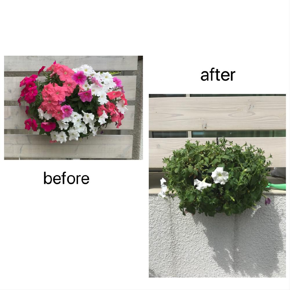 たくさん咲いてねの投稿画像 By ぱっちさん ハンギングバスケットとペチュニア とスリットバスケットと夏の花とうどん粉病とお花咲くかなと花のある暮らしと切り戻し 18月6月27日 Greensnap グリーンスナップ