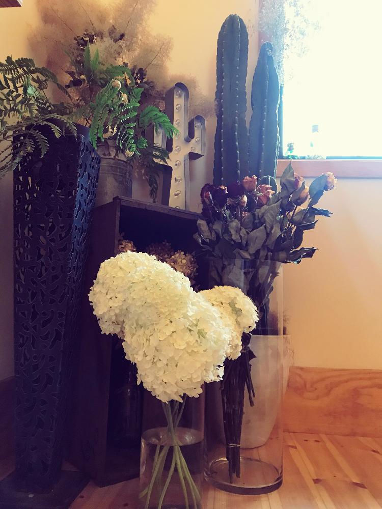 紫陽花の投稿画像 By Green さん サボテンとスモークツリーとドライフラワーとマイコレクションとgs映えとgs日和と紫陽花 アジサイ あじさいと植中毒とシダ植物と珍奇植物と薔薇 とインテリアグリーン 18月6月27日 Greensnap グリーンスナップ