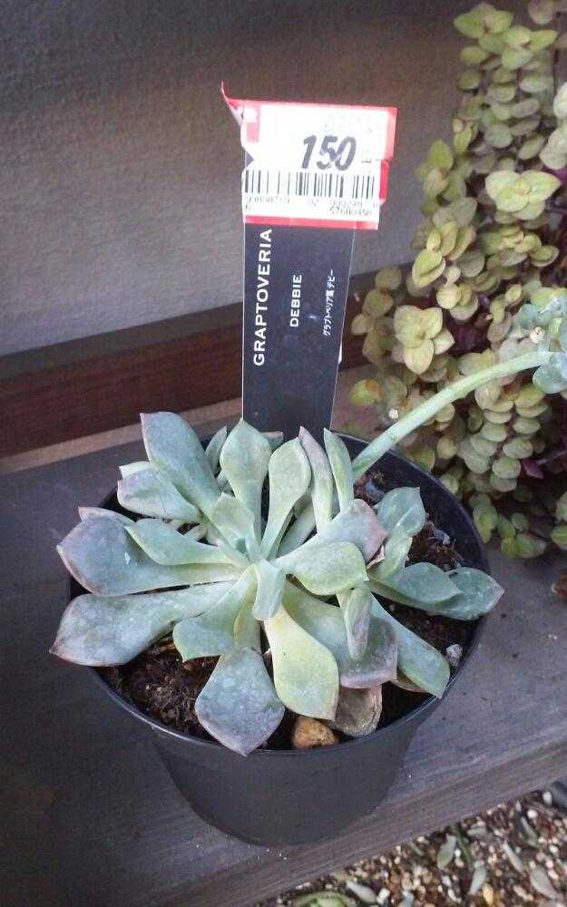 1530102417467_thum_936720_2018