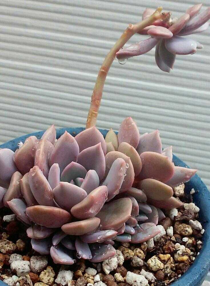 デビーの復活❗｜🍀GreenSnap（グリーンスナップ）