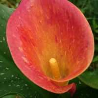 カラー,赤い花,生命力,花壇,可愛い〜♡の画像