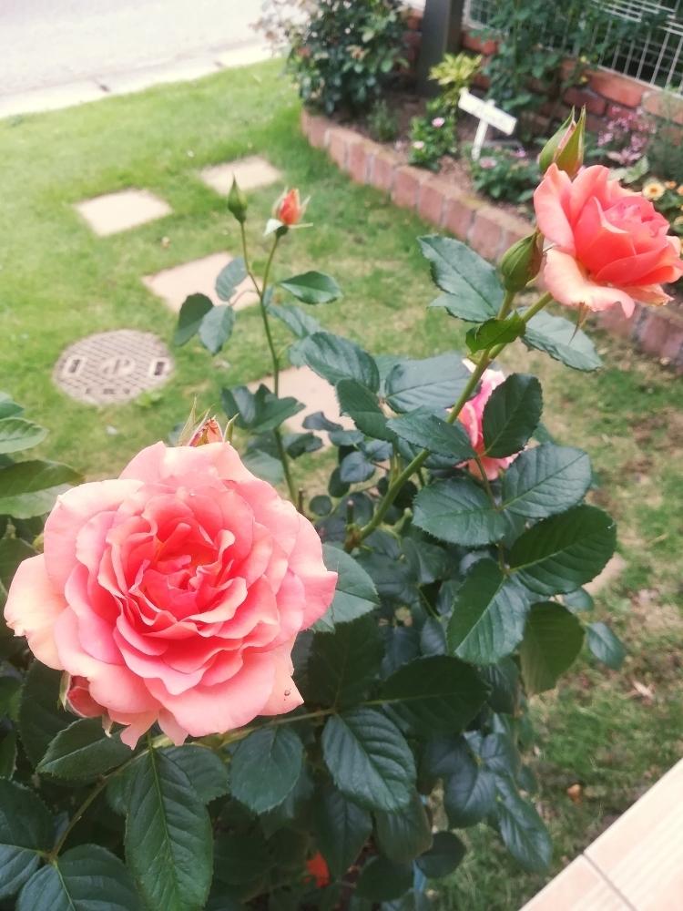 杏奈の投稿画像 By Puttinさん 鉢バラとばら バラ 薔薇と手作りの庭とマイガーデンとガーデニングと花のある暮らしとローズガーデンとロザリアン 18月6月28日 Greensnap グリーンスナップ