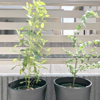 ユーカリ アップルボックスの投稿画像一覧 Greensnap グリーンスナップ