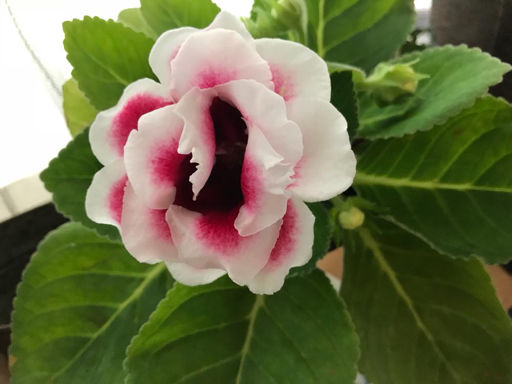 グロキシニアの投稿画像 By ケロさん 室内 18月6月28日 Greensnap グリーンスナップ