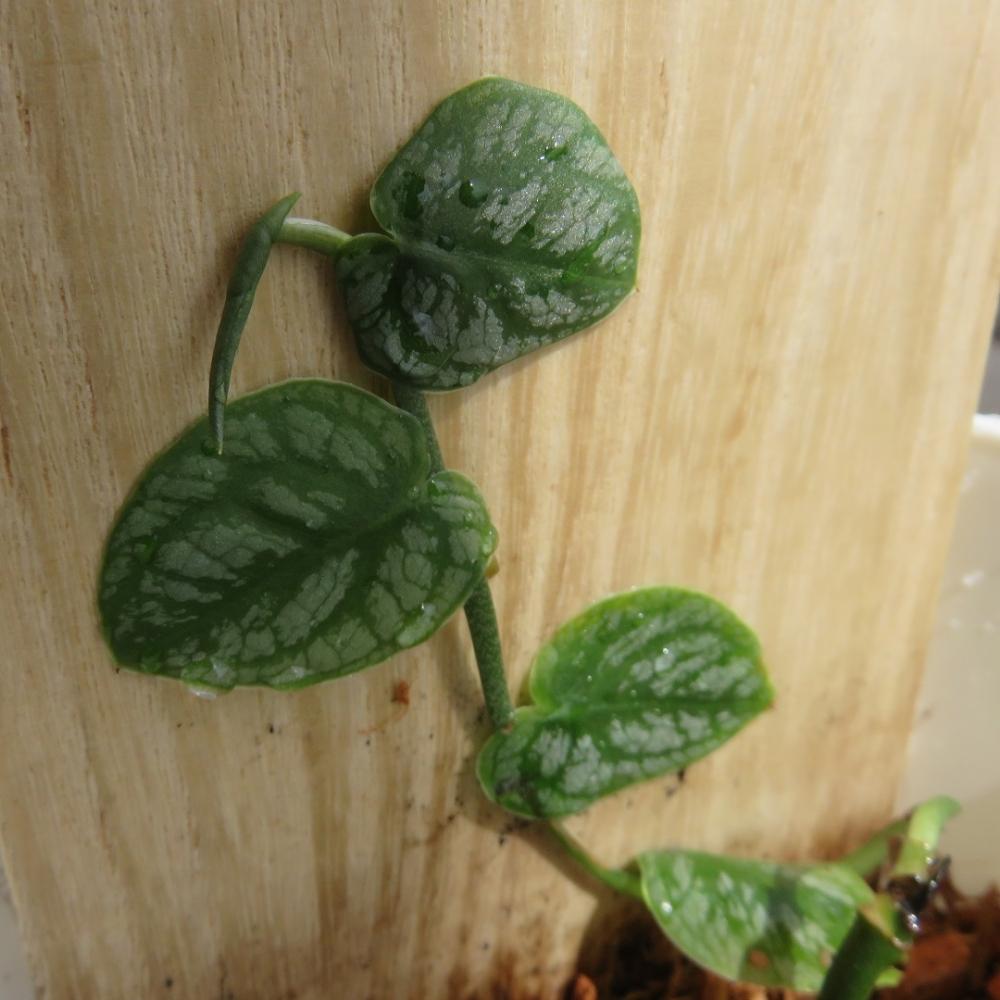 デュビアの投稿画像 By ぶんぶんりりーさん モンステラとモンステラ デュビアと観葉植物と珍奇植物とモンステラ ドゥビアとモンステラ デュビアとバルコニー ベランダと熱帯植物と観葉植物と珍奇植物と熱帯植物 18月6月28日 Greensnap グリーンスナップ