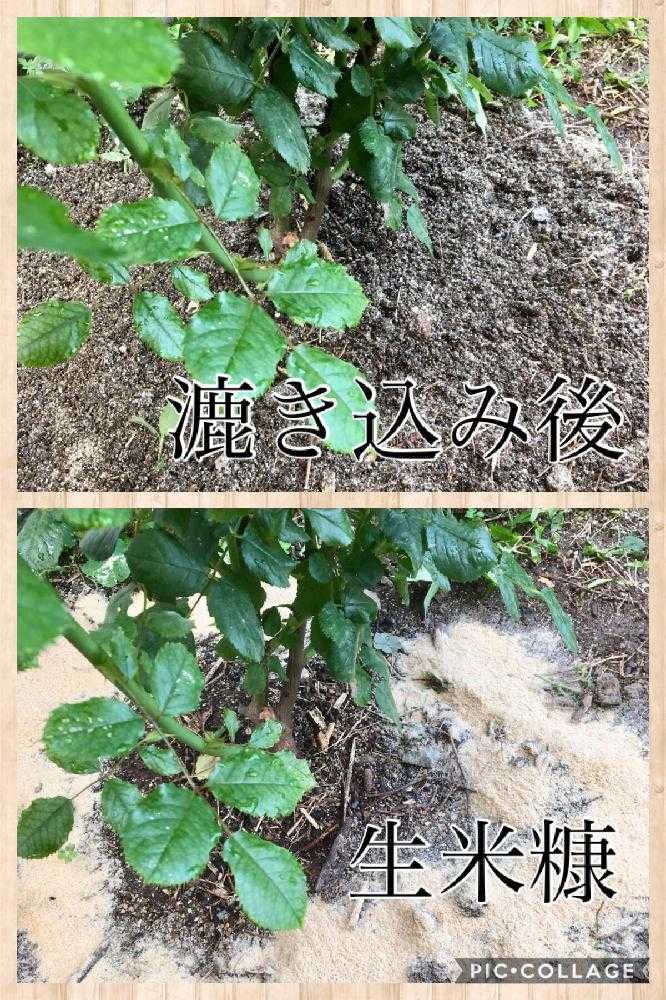 無農薬薔薇栽培の投稿画像 By 自然農法バラ栽培 Natural Farming Rose Cultivationさん バラ初心者と薔薇愛同盟と米ぬか 堆肥と初めてのバラとrose Lesson１２ヶ月と薔薇のお手入れとbeginner Rose Lessonと新米ロザリアンと薔薇を楽しむと米ぬか を漉き込むと無農薬と薔薇