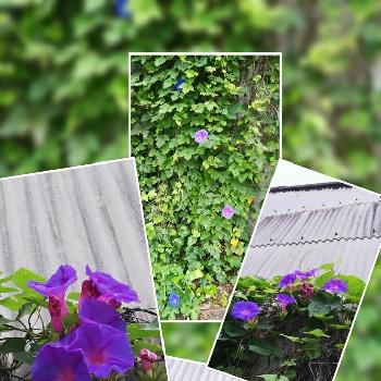 宿根朝顔・オーシャンブルーの画像 by 木染  奎さん | お出かけ先と宿根朝顔・オーシャンブルーと青い花と職場と開花記録と花のある暮らし