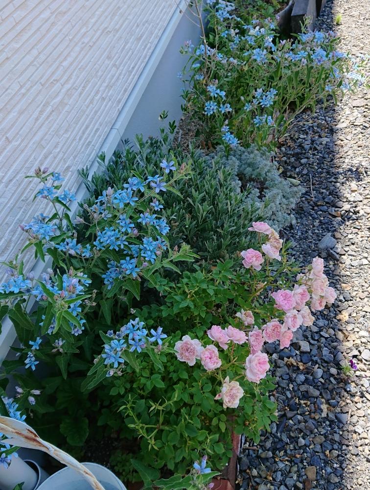 オキシペタルム ブルースターの投稿画像 By Ruttakuruttaさん 花壇と青い花と四季咲きとナチュラルスタイルとガーデニングと花のある暮らしとバラを楽しむと咲いた 18月6月29日 Greensnap グリーンスナップ