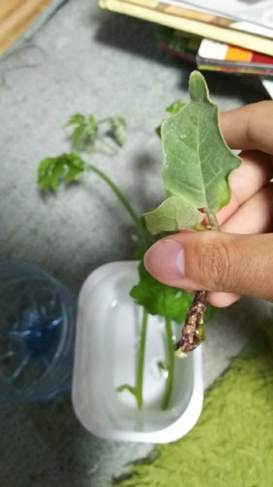 サラダゴーヤの挿し木の投稿画像 By ゆうたんさん 天狗ナスと家庭菜園 18月6月29日 Greensnap グリーンスナップ