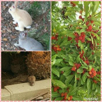 ネズミの画像 by けいちゃんさん | お出かけ先とヤマモモとネズミとウサギ