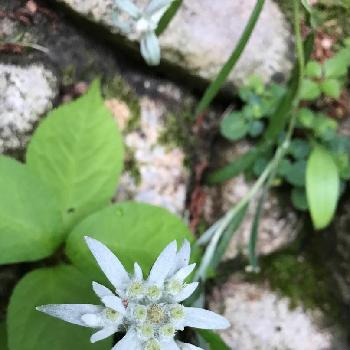 エーデルワイス セイヨウウスユキソウ の投稿画像一覧 Greensnap グリーンスナップ