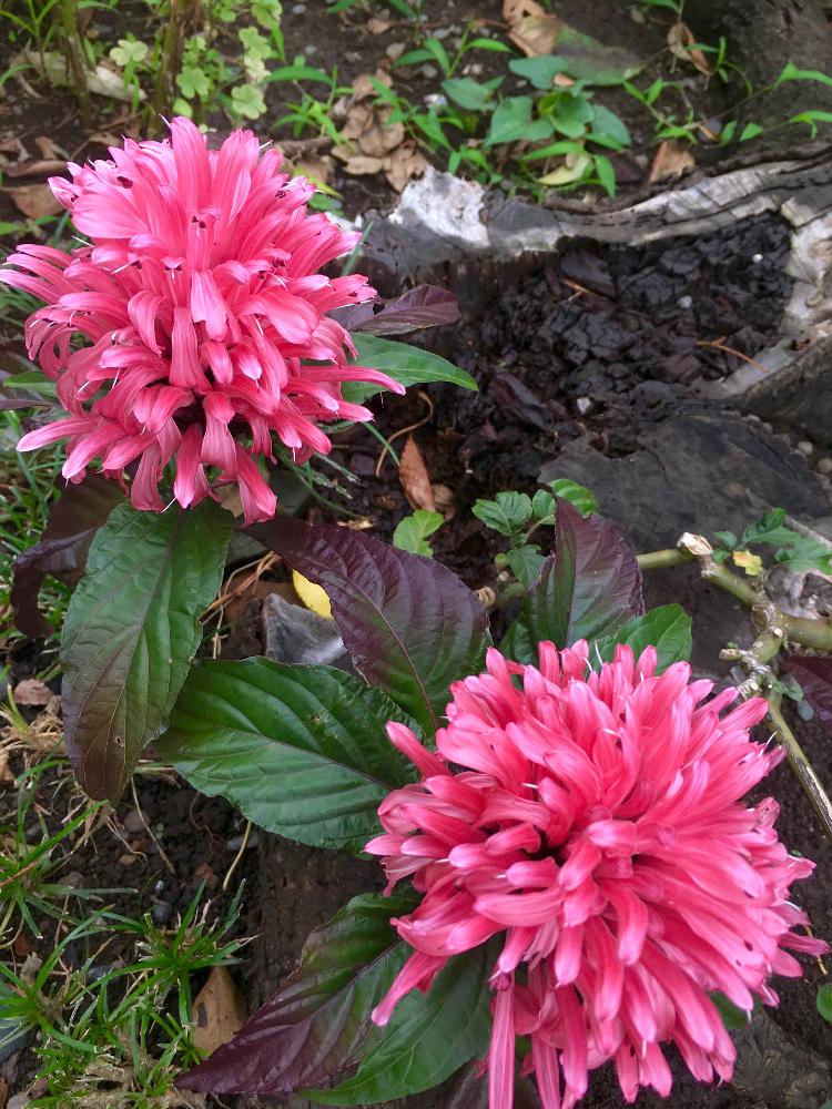 サンゴバナの投稿画像 By Kiraraさん フラミンゴプランツとピンクの花と華やかとgs映えとgs日和と癒されると南米産と花のある暮らしとキツネノマゴ科と色がキレイ 18月6月29日 Greensnap グリーンスナップ