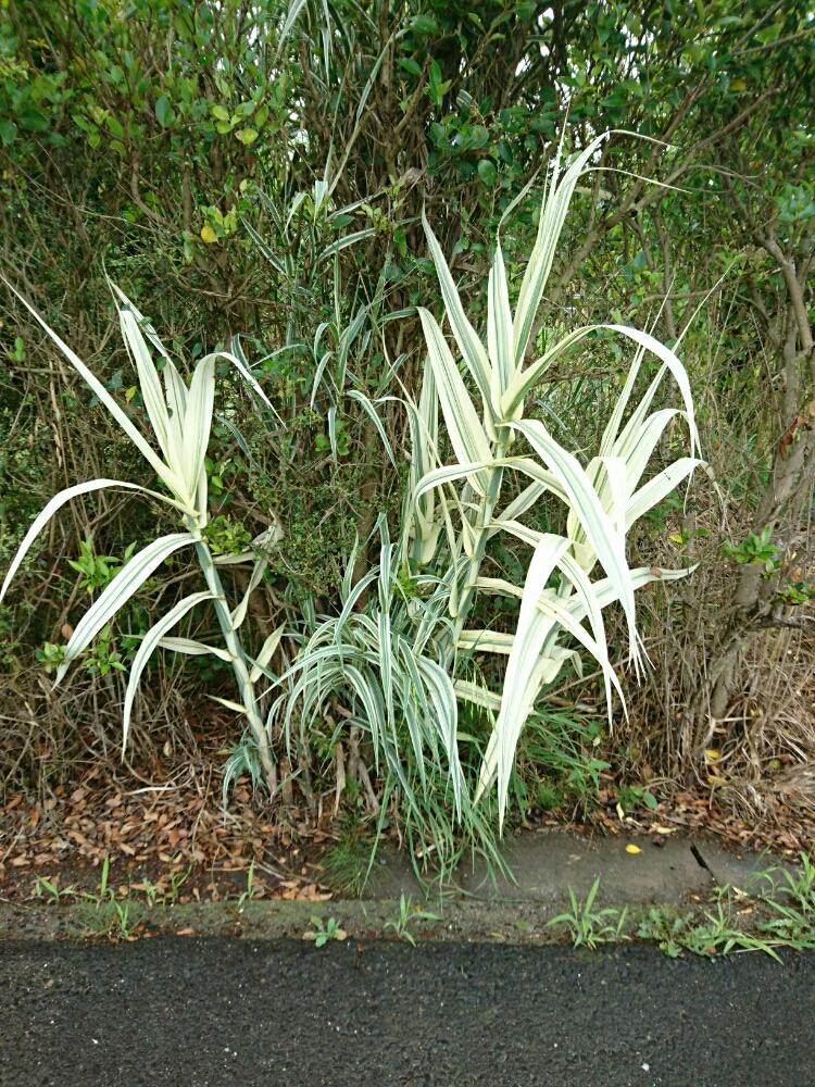 斑入りダンチクの投稿画像 By pさん 畑 18月6月29日 Greensnap グリーンスナップ Greensnap グリーンスナップ