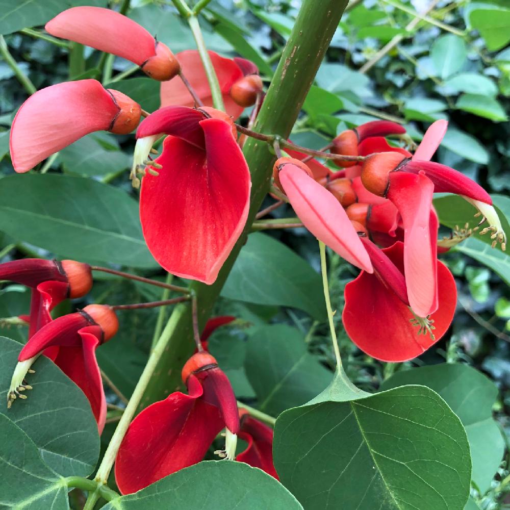 アメリカデイゴの投稿画像 By ミルさん 花のある暮らしとみどりのある暮らしとお花の季節 18月6月29日 Greensnap グリーンスナップ