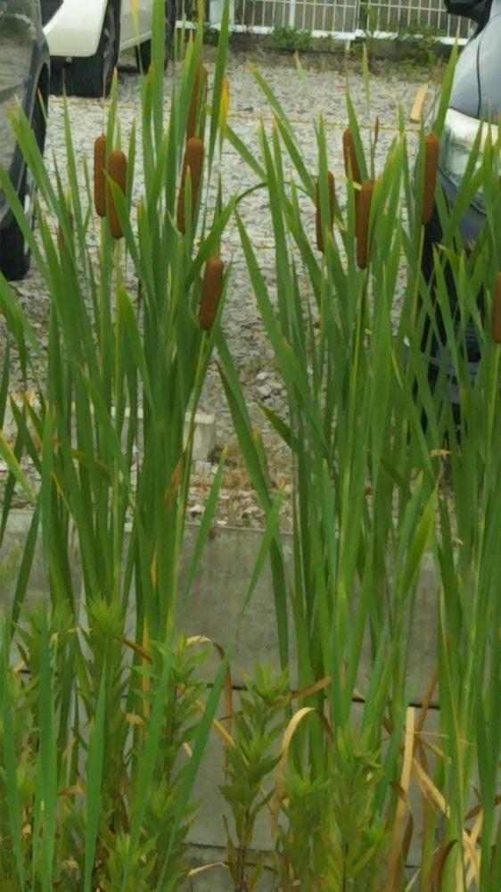 がまの投稿画像 By てんてんさん 梅雨明けと雨に輝くと水辺植物とイネ目と田んぼ 18月6月29日 Greensnap グリーンスナップ