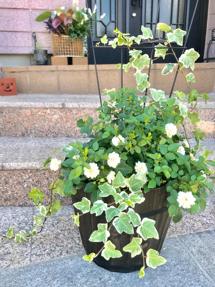 ミニバラ グリーンアイスの投稿画像 By Mitsuhaさん 花のある暮らしとガーデニングと寄せ植えとバラ ミニバラ 18月6月29日 Greensnap グリーンスナップ