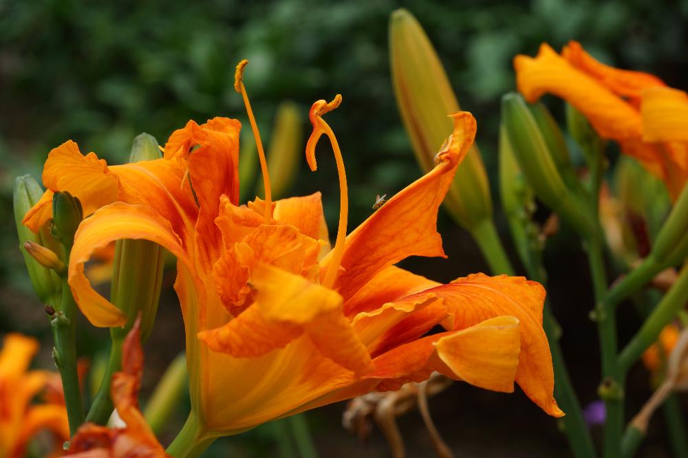 カンゾウの投稿画像 By ちーこさん お花好きな人と繋がりたいとオレンジの花と綺麗とお花が好き と花のある暮らしと風が強いっと色あざやか 18月6月29日 Greensnap グリーンスナップ