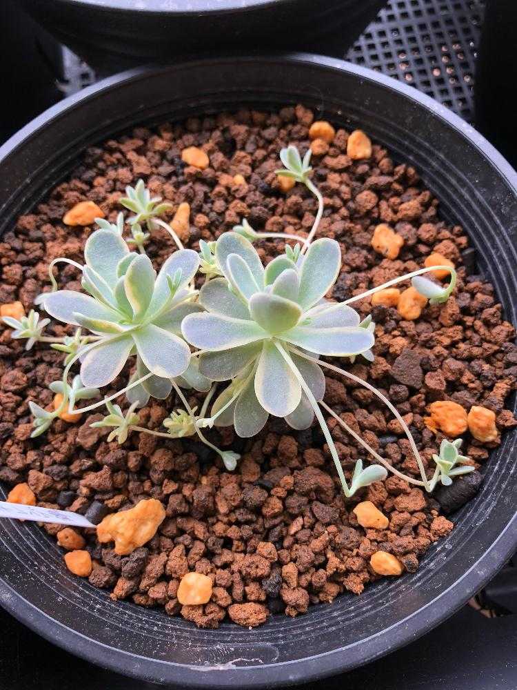 子持ち蓮華錦 成長の図｜🍀GreenSnap（グリーンスナップ）