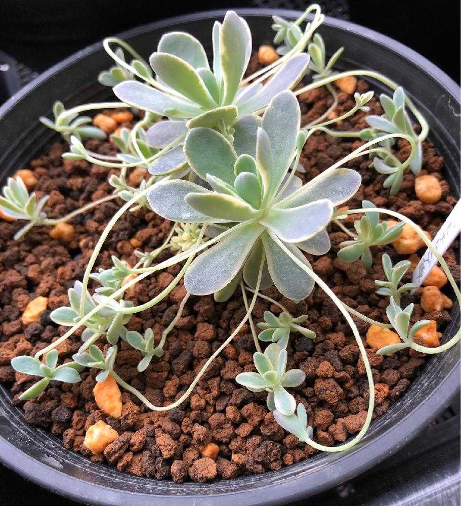 子持ち蓮華錦 成長の図｜🍀GreenSnap（グリーンスナップ）