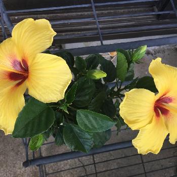 猫とお花の投稿画像一覧 Greensnap グリーンスナップ